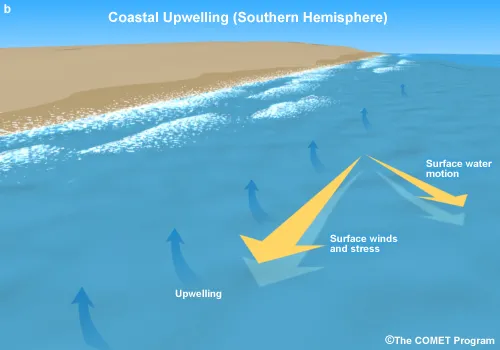 Illustration showing the direction of winds traveling parallel to the coast that cause surface water to move offshore, which causes upwell