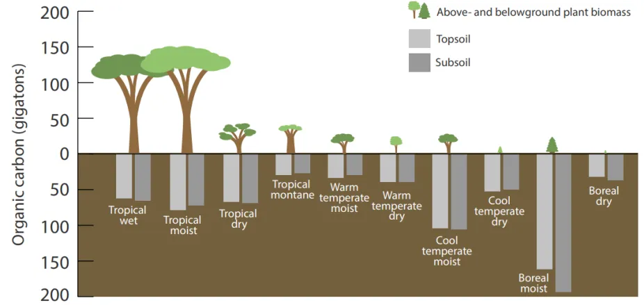 The graphic shows how carbon is stored - above or below ground - in the different forest types.