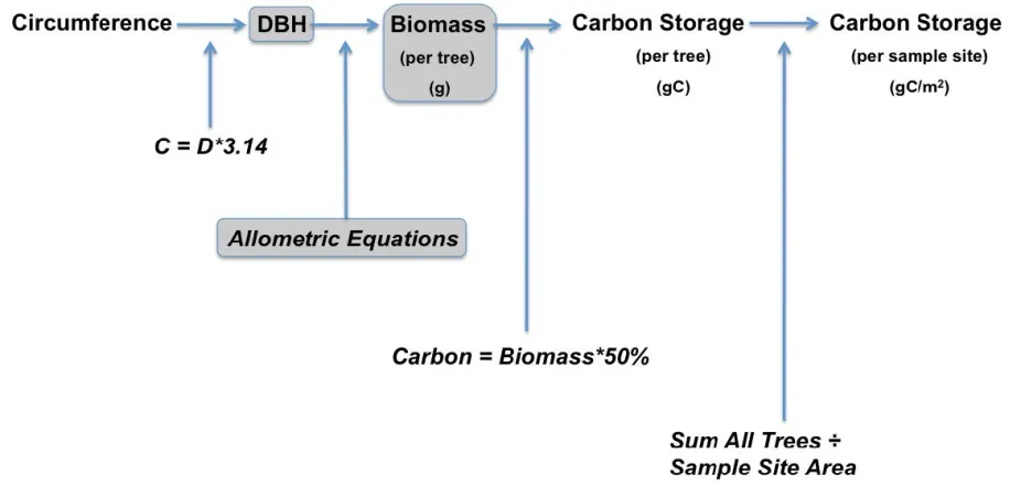 The equation used to estimate carbon storage in a tree.