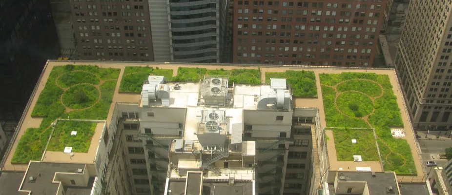 View of city hall's flat roof from above showing vegetation filling most of the reef area