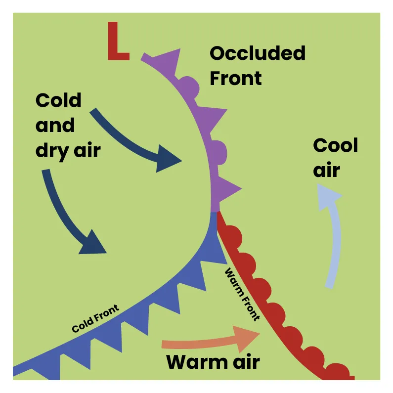 illustration of an occluded front, where a cold front overtakes a warm front. Occluded fronts are denoted by purple symbols on a weather map.