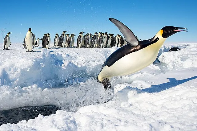 penguins in Antarctica require sea ice for survival
