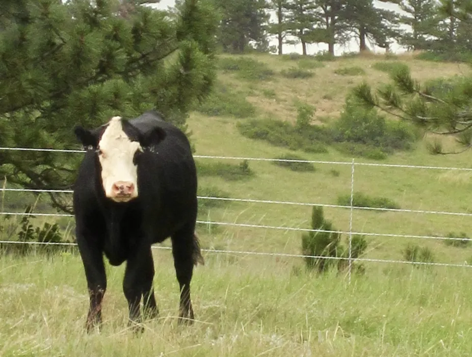 A cow grazes near NSF NCAR
