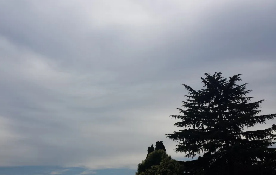 Sky covered with a mostly uniform layer of altostratus clouds. A conifer tree in the foreground. 
