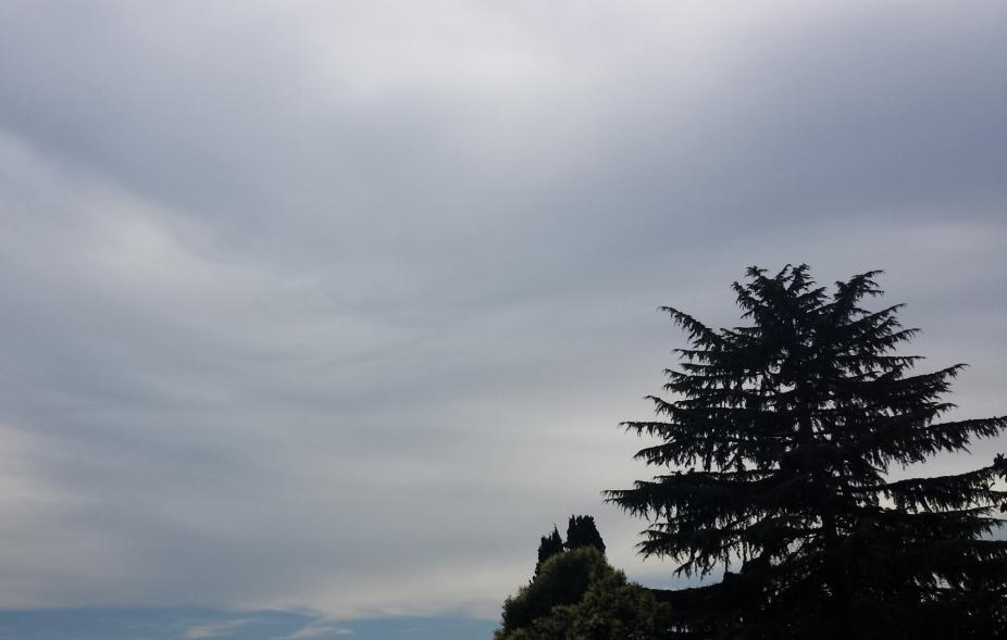 Sky covered with a mostly uniform layer of altostratus clouds. A conifer tree in the foreground.