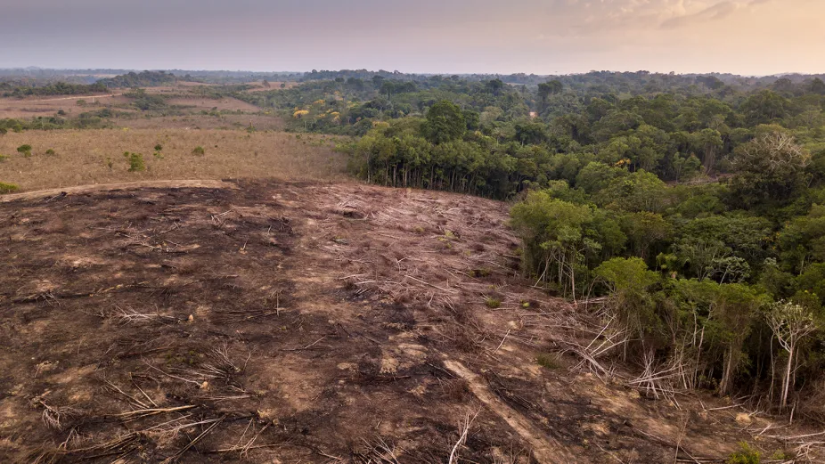 photo of clear-cut area of the Amazon rainforest