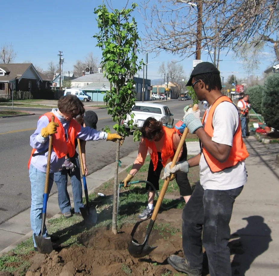 Four people with shovels are planting a small tree in the area between a street and a sidewalk.