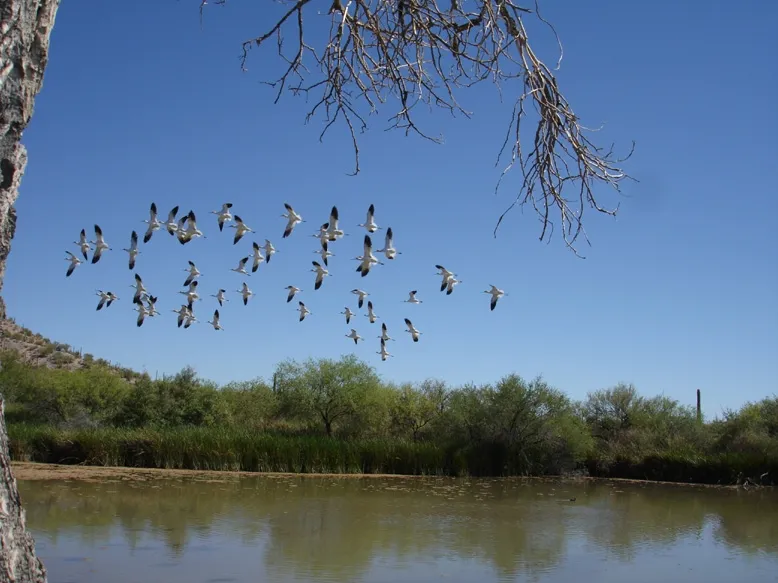 photo of avocets in flight over water