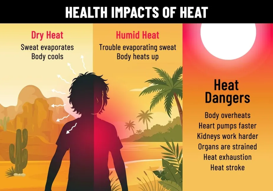 schematic illustrating how dry heat and humid heat differ and highlighting the impacts of heat on the human body