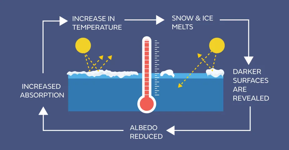 schematic illustrating the feedback loop between incoming solar energy and melting ice or snow
