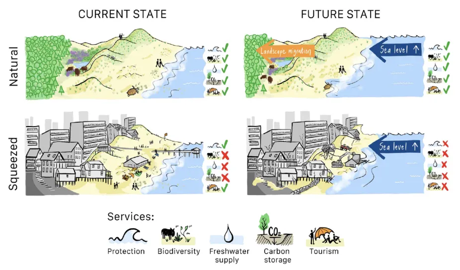 Infographic: Squeezed vs Natural Shoreline