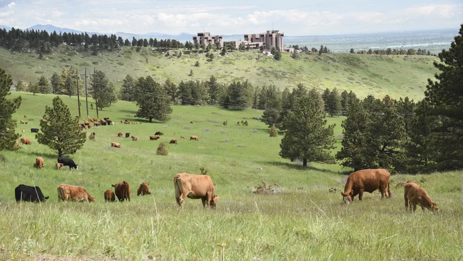 Livestock grazing near NSF NCAR in Boulder, CO. 