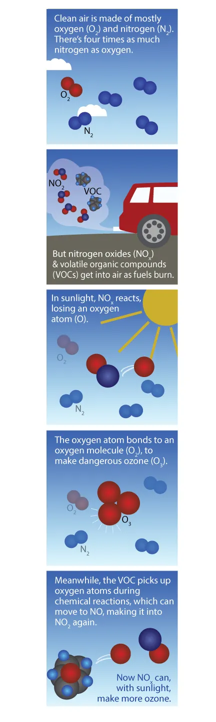 Diagram of how ground-level ozone is formed. Nitrogen dioxide molecules break apart with sunlight. Free oxygen is unstable and latches onto a molecule of O2, forming ozone