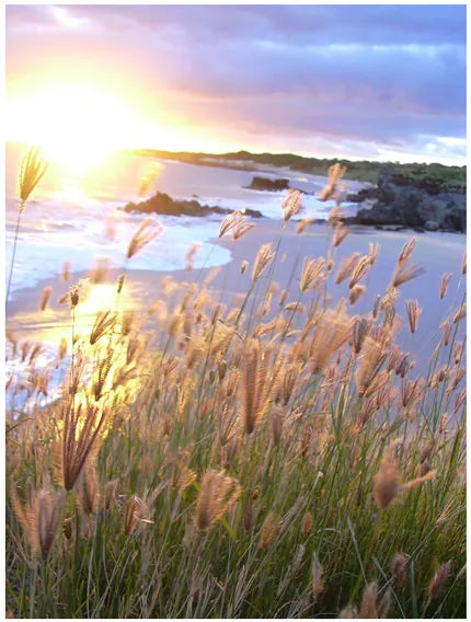 photo showing plants growing along coastline with Sun in background