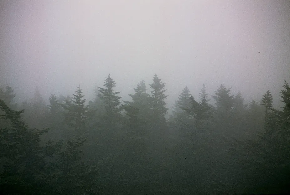 Low stratus clouds over a conifer forest