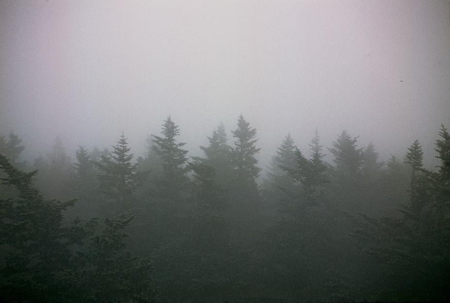 Low stratus clouds over a conifer forest