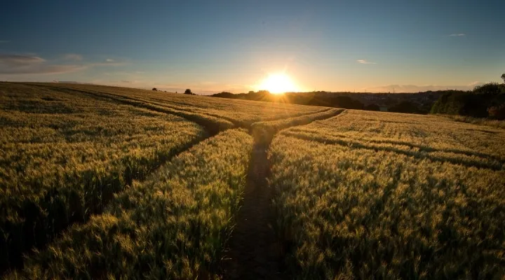 photo of the sun rising over grain fields