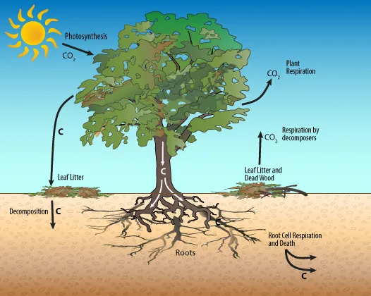 A diagram showing how the terrestrial carbon cycle works with a tree.
