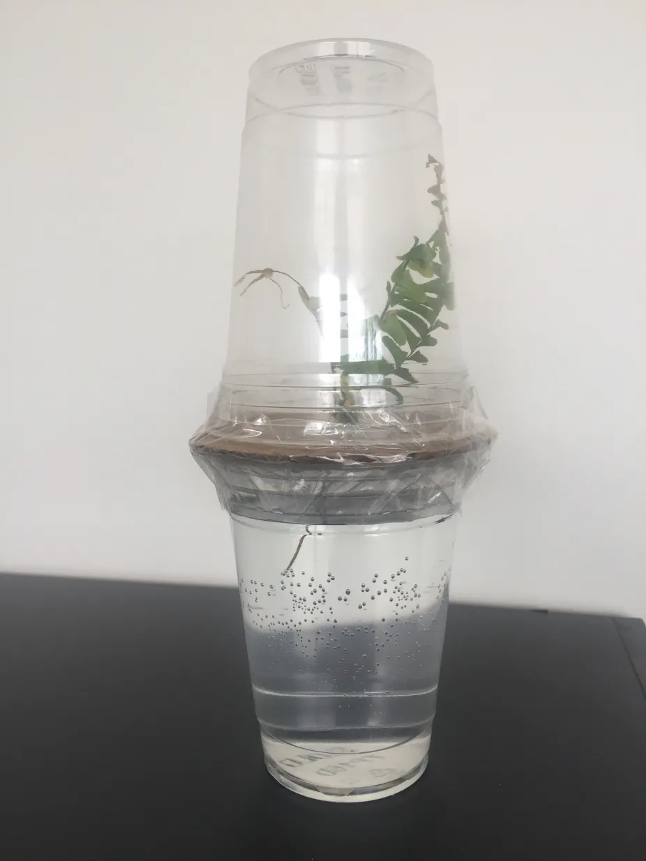 The setup for the transpiration experiment including two transparent plastic cups, one inverted over the other, with cardboard in between and a plant with roots in the lower cup and leaves in the upper cup. Water is in the lower cup