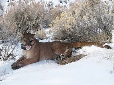 Mountain lion with tracking collar 