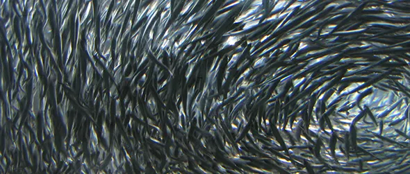 A school of anchovy fish.