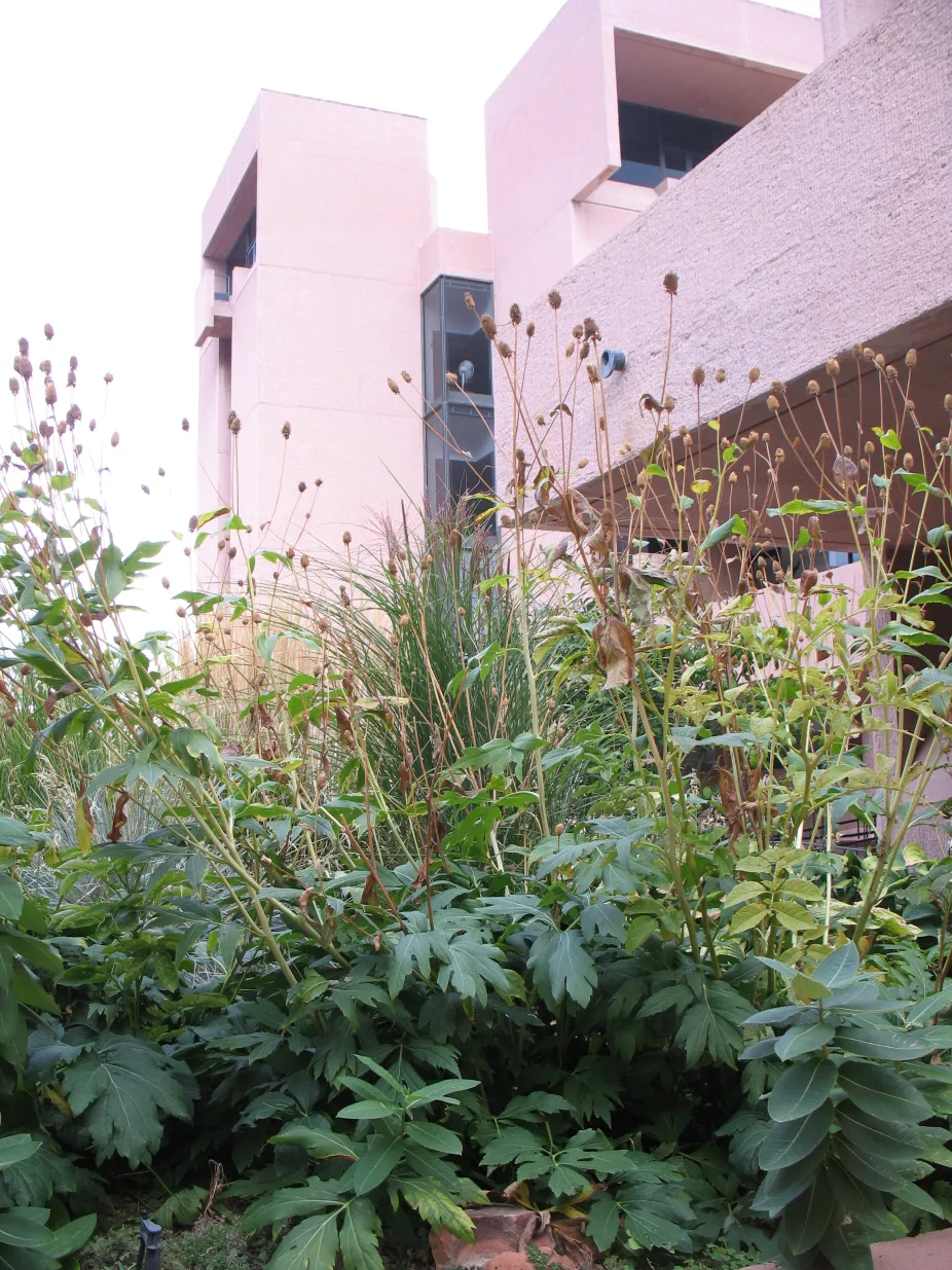 Ozone garden in the fall at the Mesa Lab