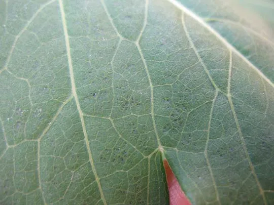 A leaf with stipples, indicating ozone damage