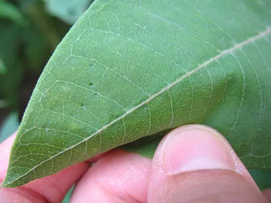 A leaf with small dark spots, called stipples