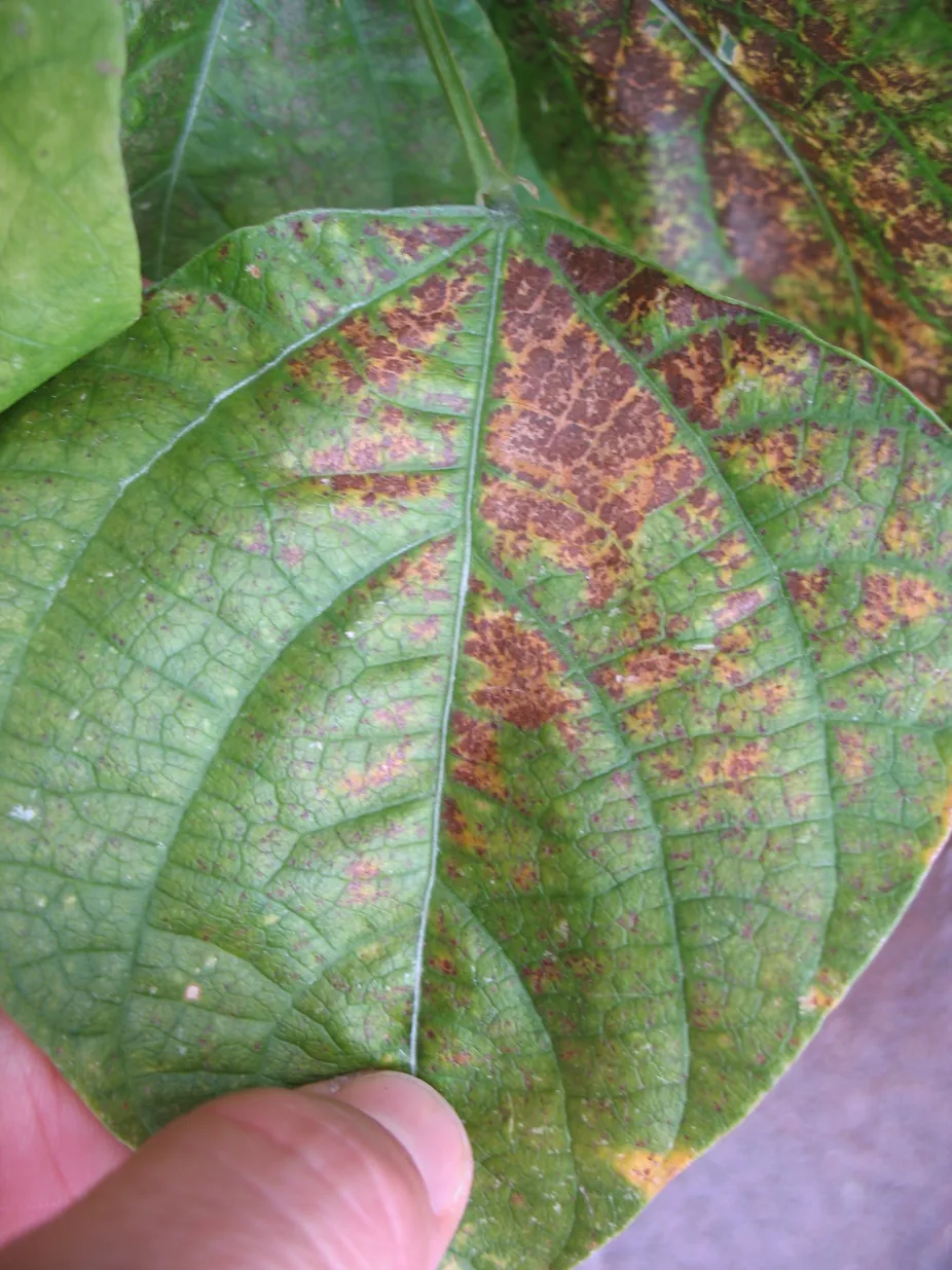 Brown patches cover about one third of a wide bean leaf.