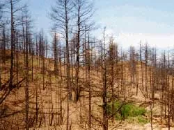 Photo of a burned forrest