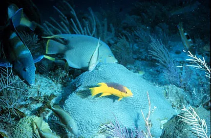Photo of fish swimming through coral reef