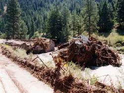 Photo of debris in forrest after a fire