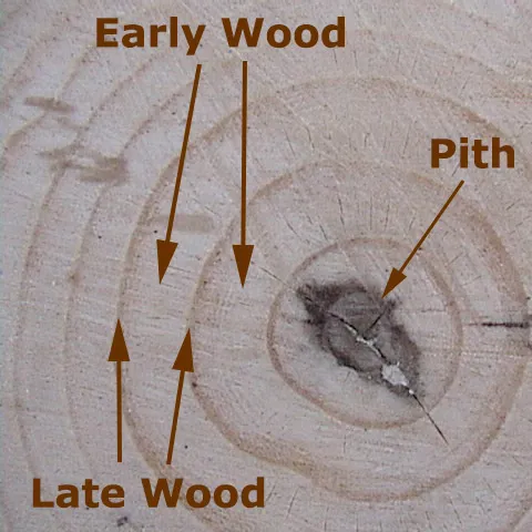 Tree rings showing light, early wood and dark, late wood rings plus the central pith