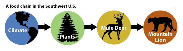 A food chain in the Southwest US. Climate affects plants. Mule deer eat plants. Mountain lions eat mule dear