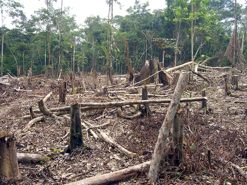 Trees cut down in a forest