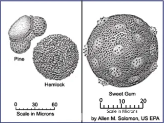 Drawings of close up pollen particles from pine, hemlock, and sweet gum