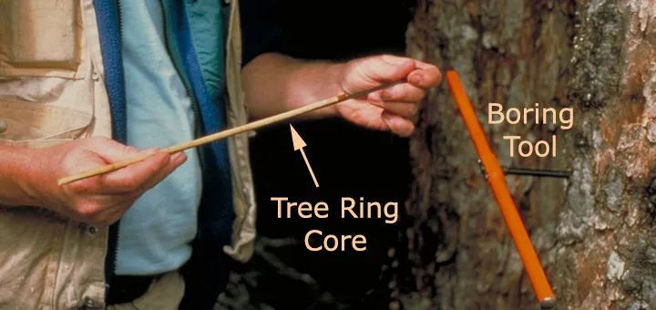 Tree ring core and tree boring tool