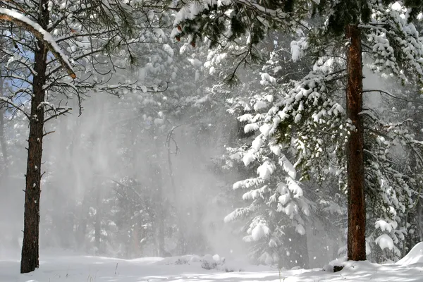Wind blows the snow from trees during the aftermath of a winter storm in the Rocky Mountains.