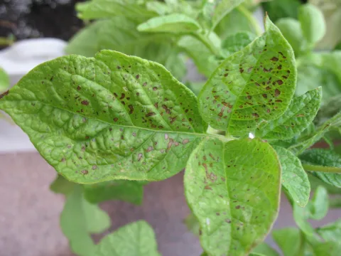 Brown dots scattered across the surface of three green leaves of a potato plant.