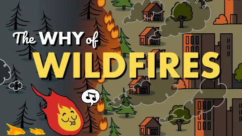 The Why of Wildfires