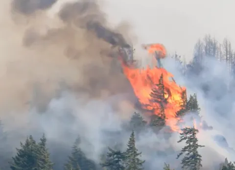 Wildfire in a conifer forest producing lots of smoke