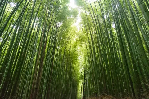 This is a photo of a bamboo forest.