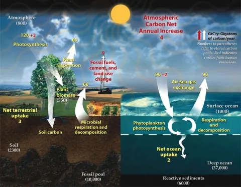 Carbon Cycle diagram from the DOE with numbers