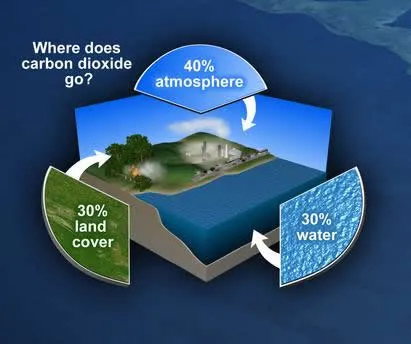 Diagram showing what happens to carbon dioxide. Forty percent stays in the atmosphere, thirty percent is taken up through land cover, and thirty percent ends up in the ocean.