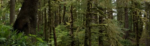 This is an image of a dense temperate forest with lots of undergrowth, moss covered branches, and ferns.